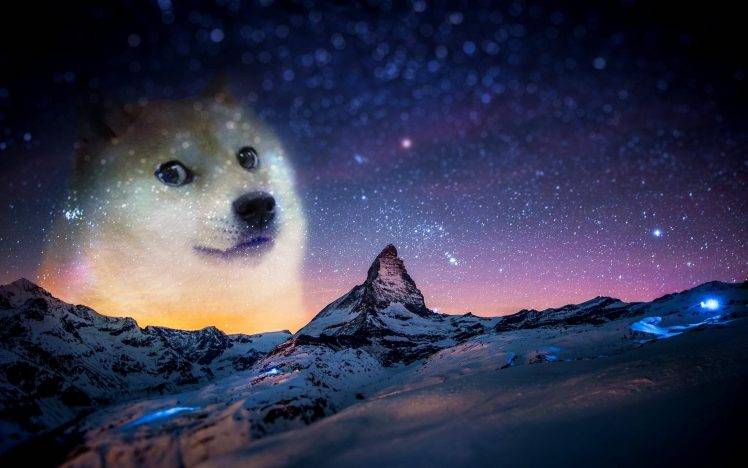 snow, Night, Animals, Doge, Memes HD Wallpaper Desktop Background