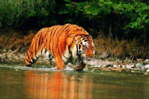animals, Tiger, River