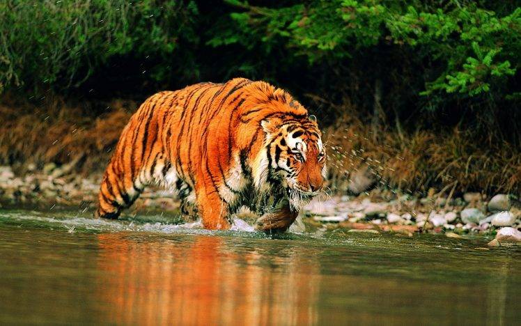 animals, Tiger, River HD Wallpaper Desktop Background