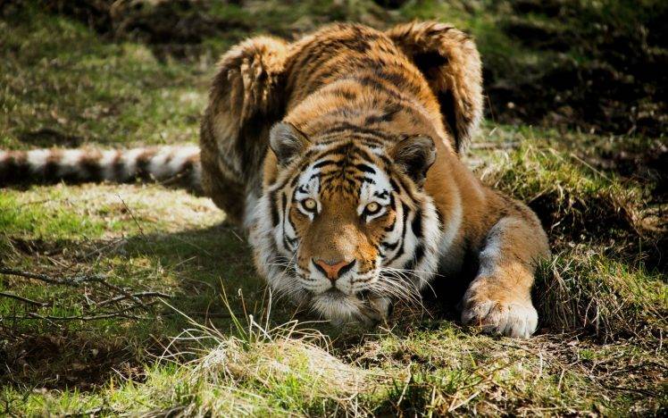 animals, Tiger, Closeup HD Wallpaper Desktop Background