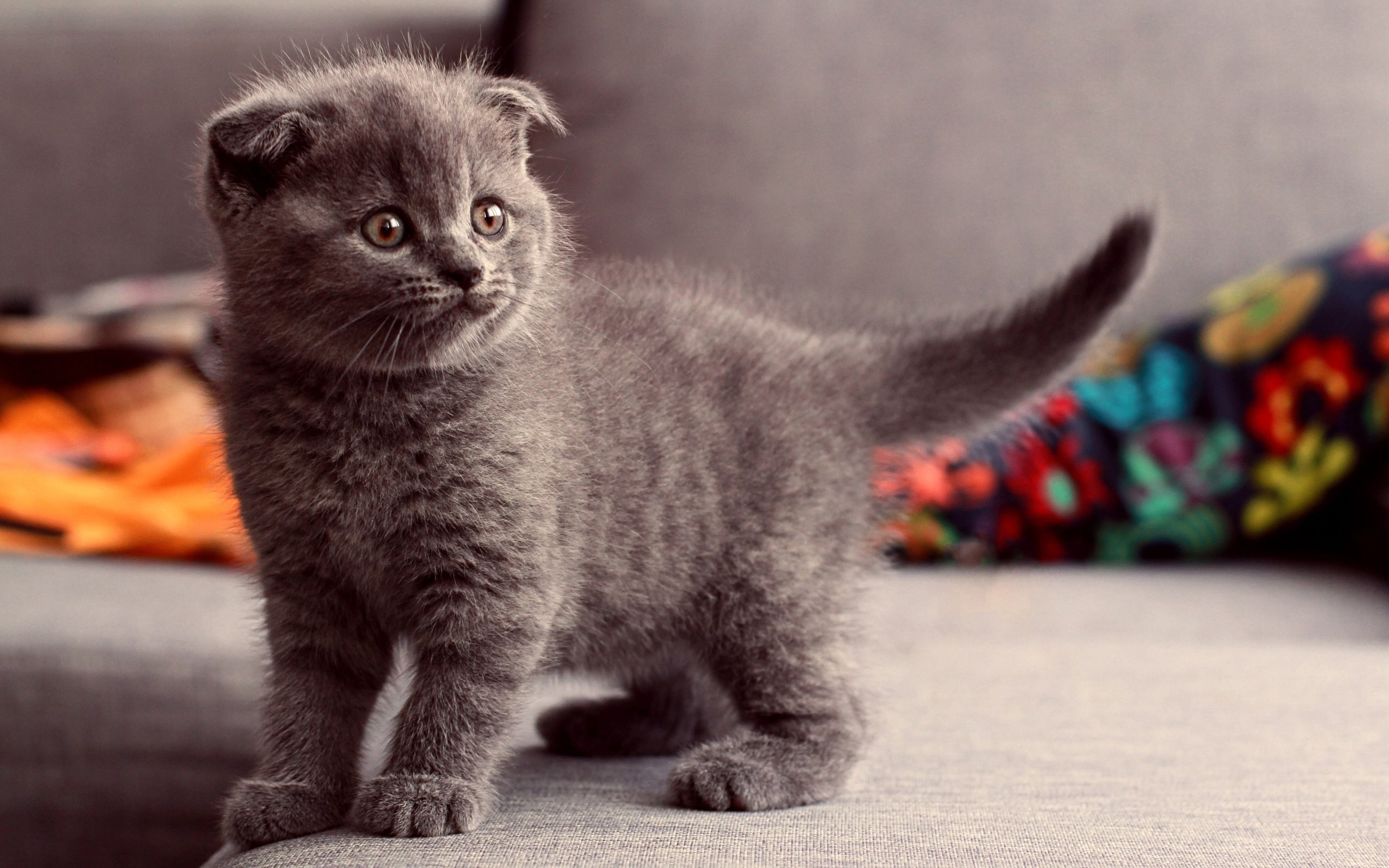 cat, Scottish Fold, Animals Wallpapers HD / Desktop and Mobile Backgrounds