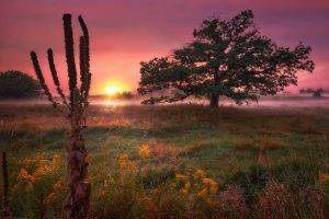 trees, Field, Sunrise, Wildflowers, Mist, Grass, Morning, Clouds, Pink, Yellow, Green, Nature, Landscape