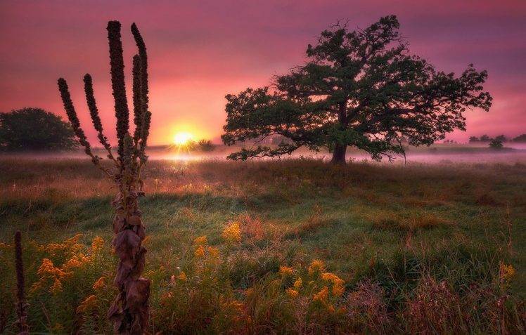 trees, Field, Sunrise, Wildflowers, Mist, Grass, Morning, Clouds, Pink, Yellow, Green, Nature, Landscape HD Wallpaper Desktop Background