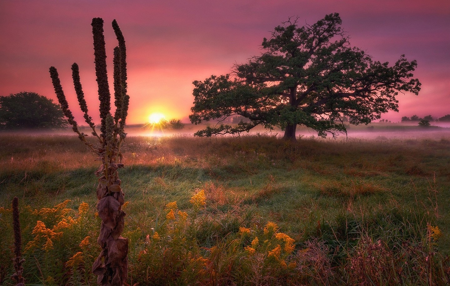 trees, Field, Sunrise, Wildflowers, Mist, Grass, Morning, Clouds, Pink, Yellow, Green, Nature, Landscape Wallpaper