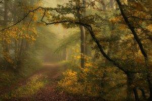path, Mist, Morning, Forest, Shrubs, Trees, Grass, Nature, Landscape