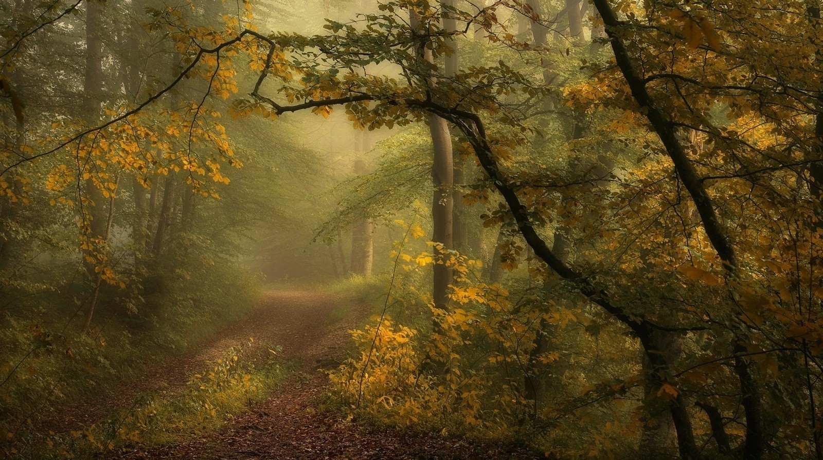 path, Mist, Morning, Forest, Shrubs, Trees, Grass, Nature, Landscape Wallpaper
