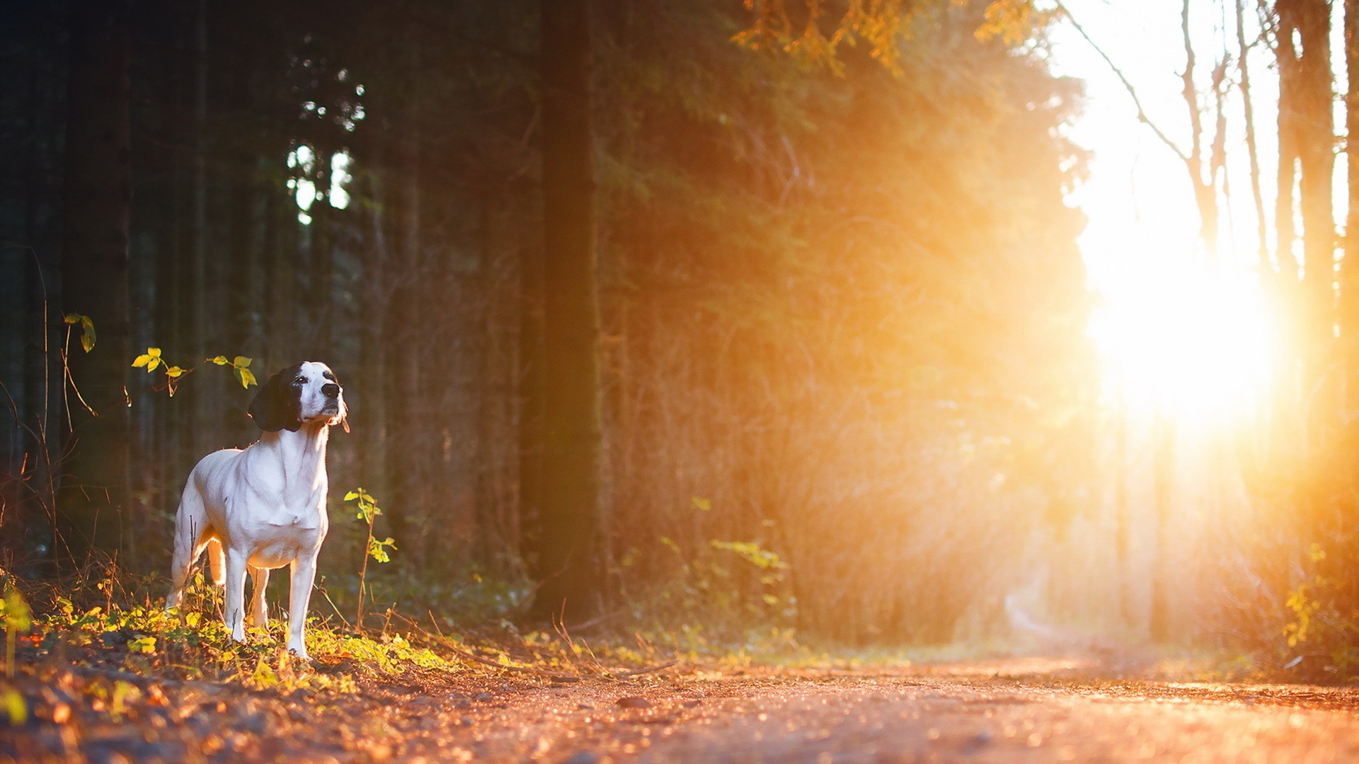animals, Dog, Road, Sunset, Sunlight Wallpaper