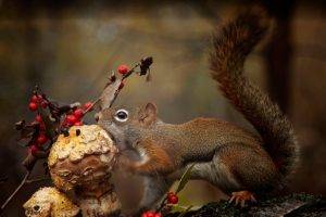 animals, Squirrel, Mushroom, Eating