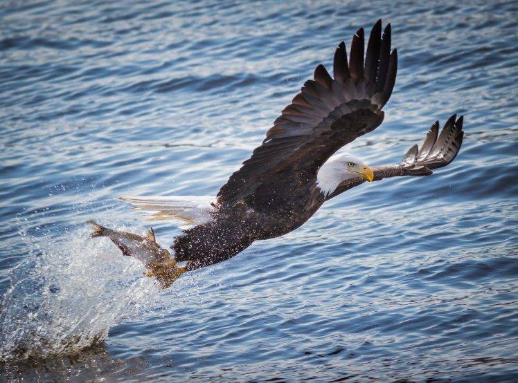 animals, Eagle, Fish, Birds, Water, Hunting HD Wallpaper Desktop Background