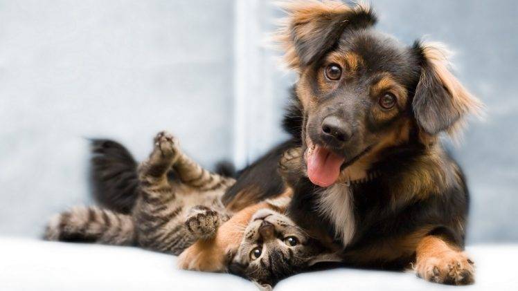 animals, Dog, Cat HD Wallpaper Desktop Background