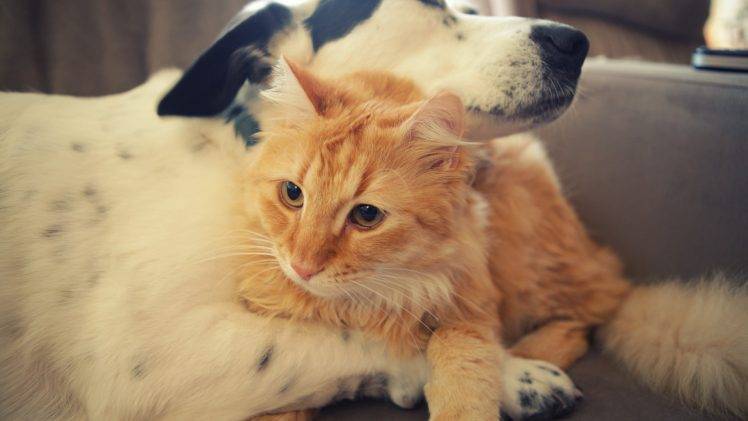 animals, Dog, Cat, Hugging HD Wallpaper Desktop Background