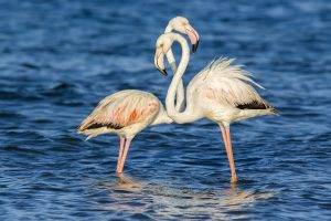 animals, Flamingos, Water, Birds