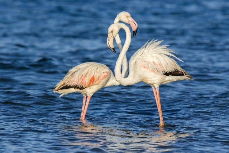animals, Flamingos, Water, Birds HD Wallpaper Desktop Background