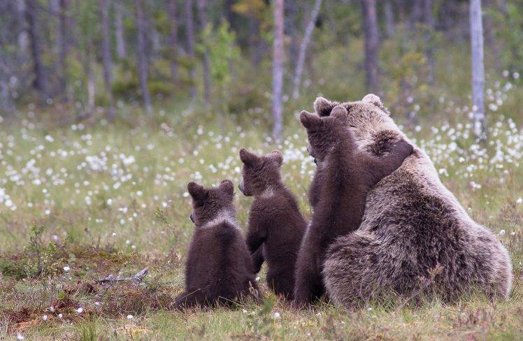 animals, Bears, Baby Animals HD Wallpaper Desktop Background