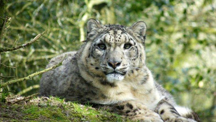 animals, Snow Leopards, Depth Of Field HD Wallpaper Desktop Background