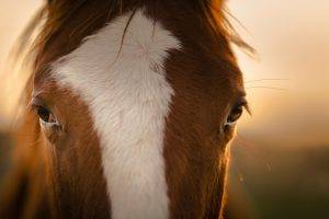 animals, Horse, Closeup