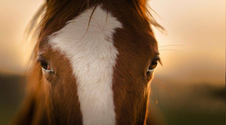 animals, Horse, Closeup HD Wallpaper Desktop Background