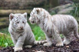 animals, White Tigers, Tiger, Baby Animals