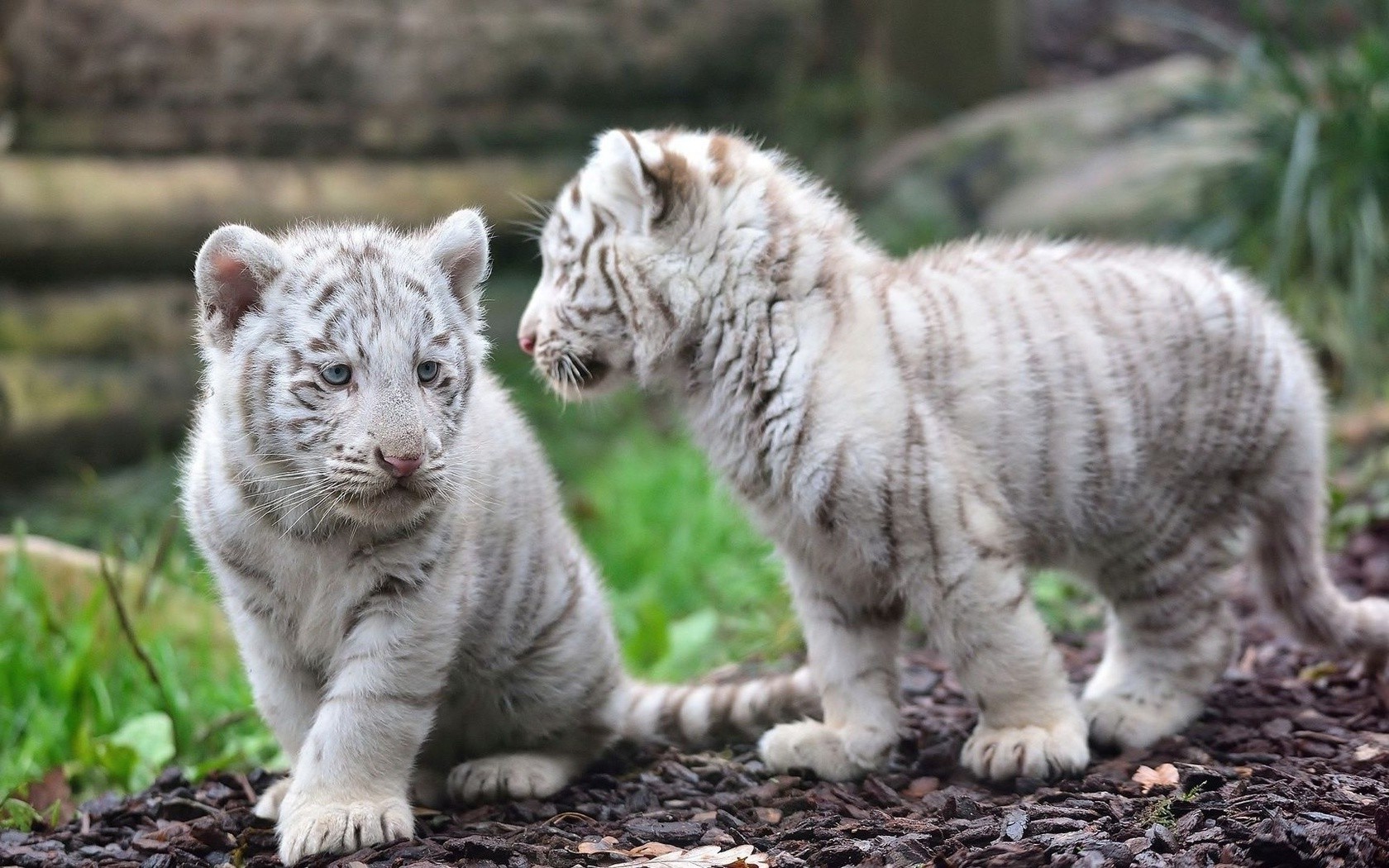 animals, White Tigers, Tiger, Baby Animals Wallpapers HD / Desktop and