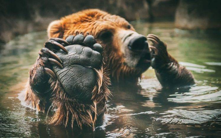 animals, Bears, Water, Paws HD Wallpaper Desktop Background