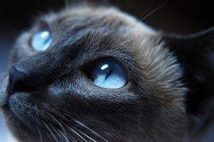cat, Siamese Cats, Animals, Blue Eyes