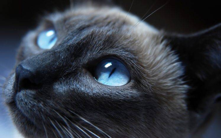 cat, Siamese Cats, Animals, Blue Eyes HD Wallpaper Desktop Background