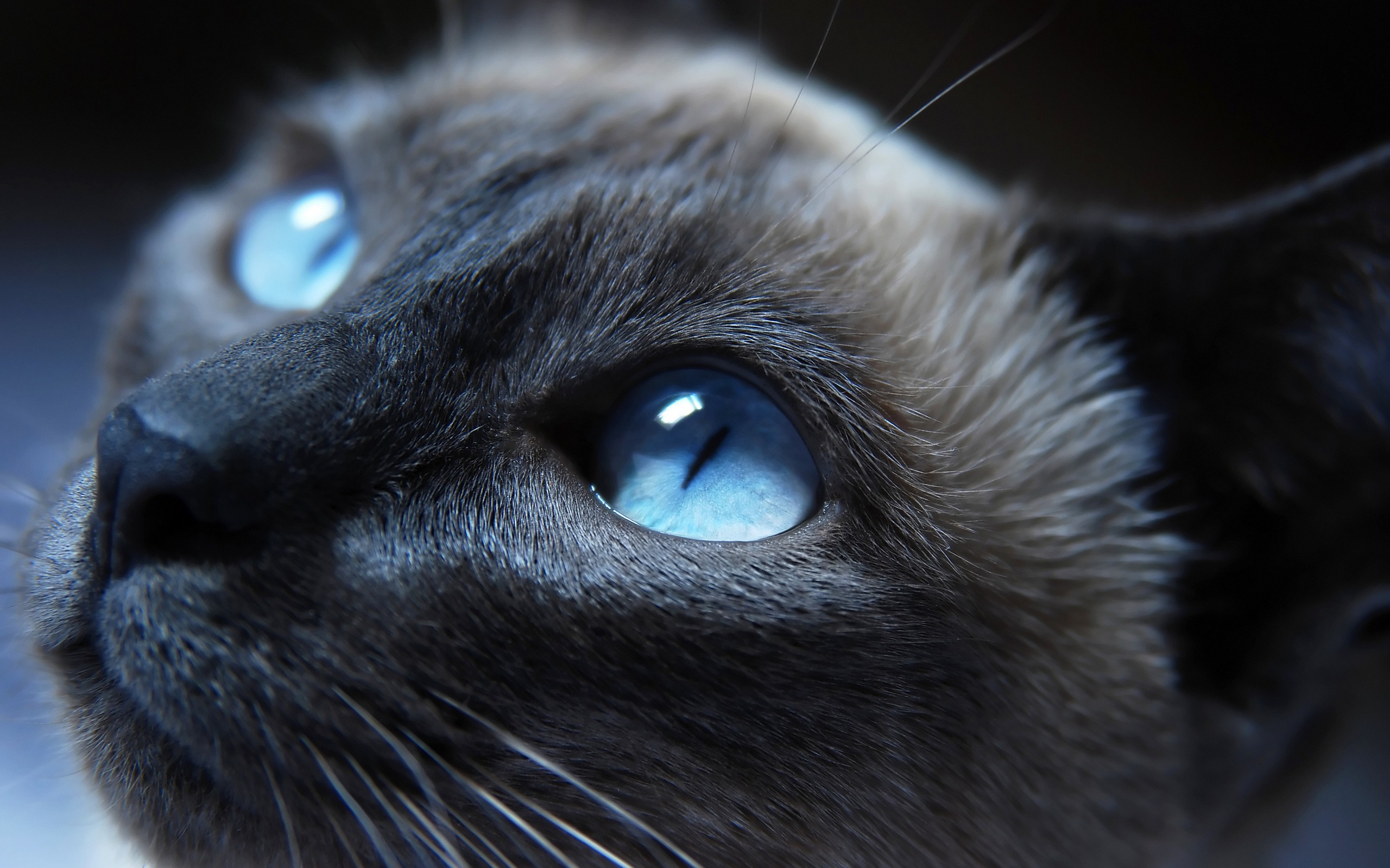 cat, Siamese Cats, Animals, Blue Eyes Wallpaper