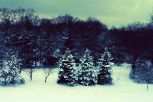 snow, Forest, Landscape, Nature