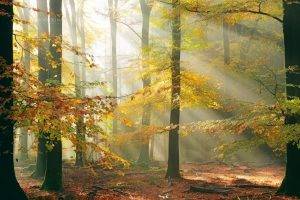 sun Rays, Forest, Fall, Leaves, Trees, Mist, Sunlight, Nature, Landscape