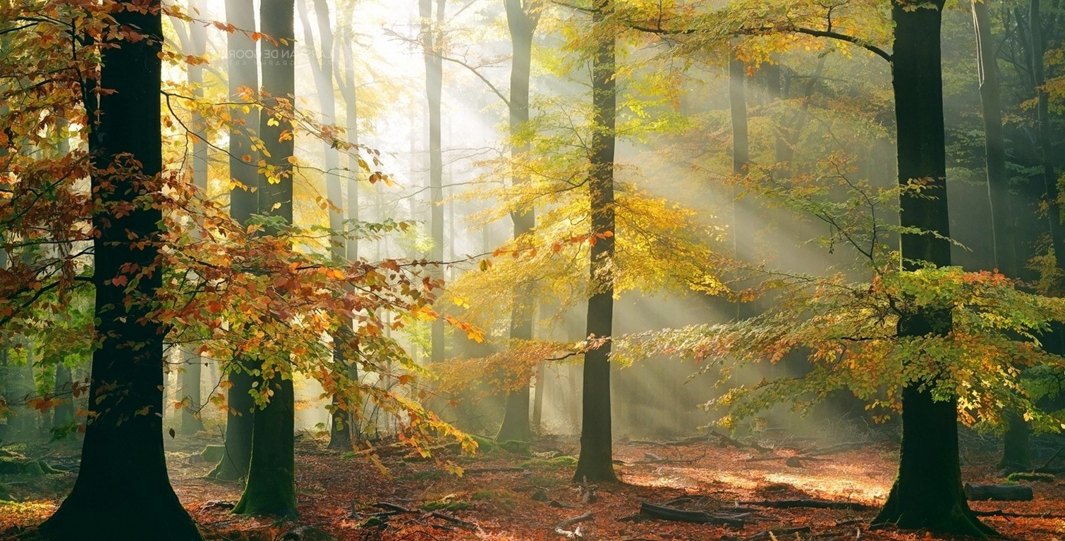 sun Rays, Forest, Fall, Leaves, Trees, Mist, Sunlight, Nature, Landscape Wallpaper