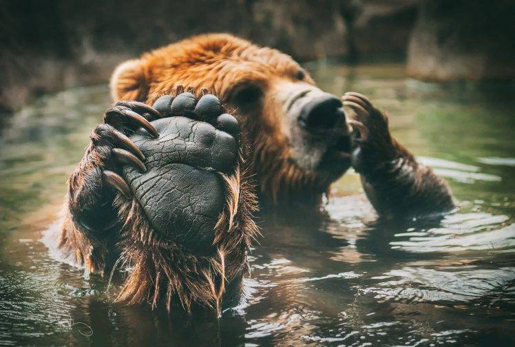 animals, Bears, Bathing, Mammals, Feet HD Wallpaper Desktop Background