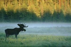 forest, Moose, Nature, Animals