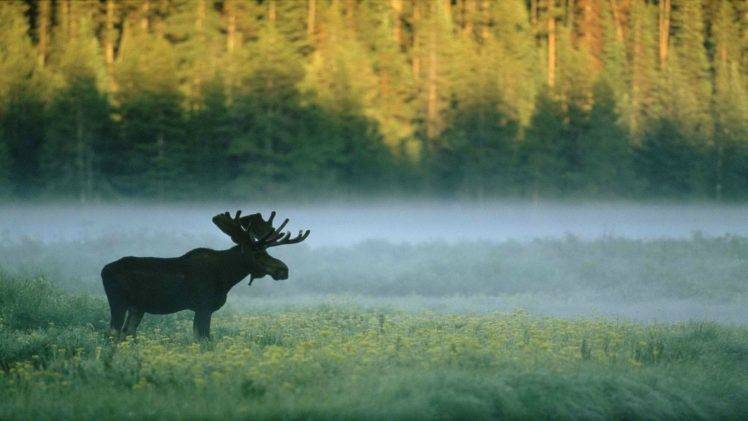 forest, Moose, Nature, Animals HD Wallpaper Desktop Background