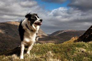 dog, Animals, Nature, Landscape, Windy, Border Collie