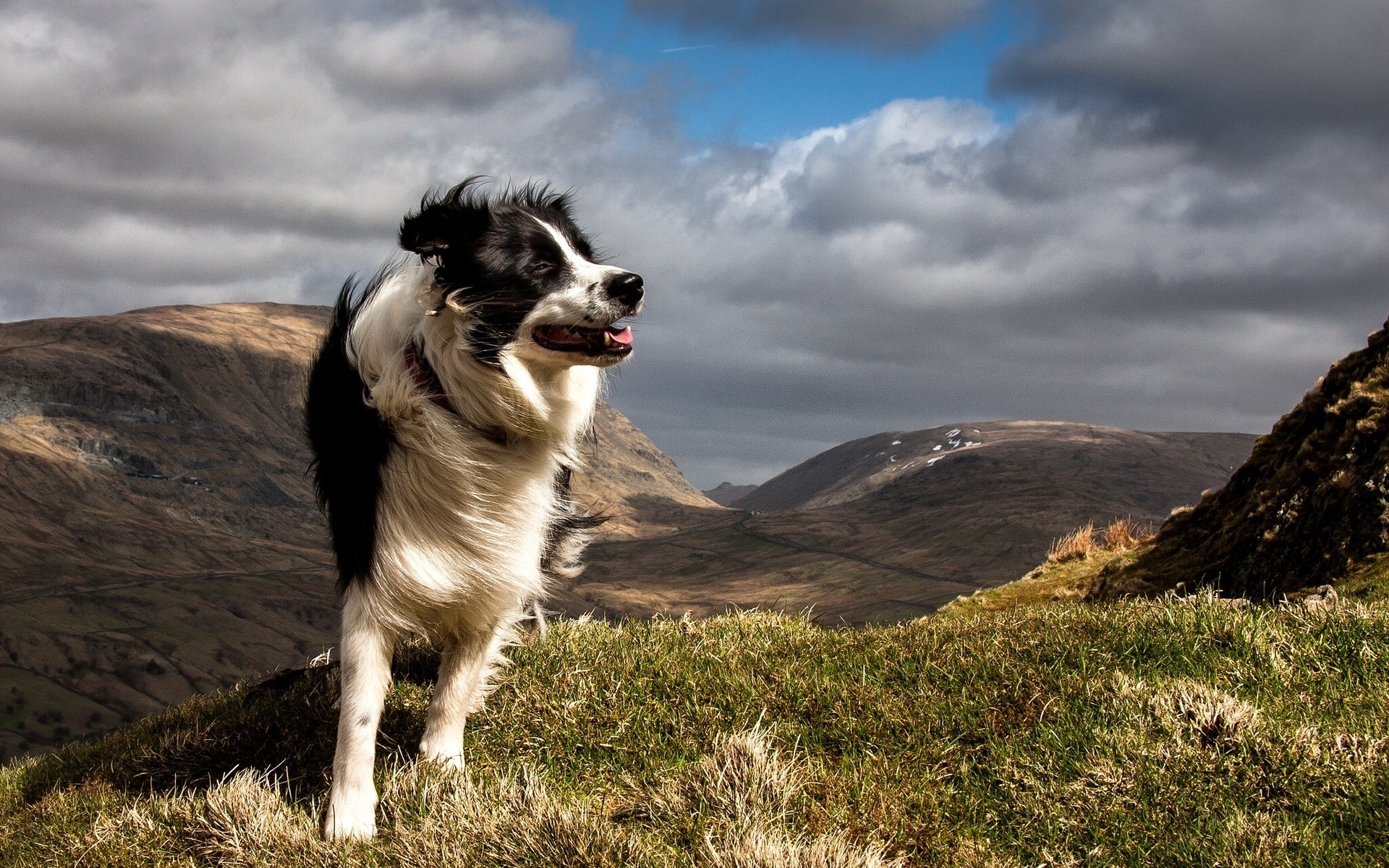 dog, Animals, Nature, Landscape, Windy, Border Collie Wallpapers HD