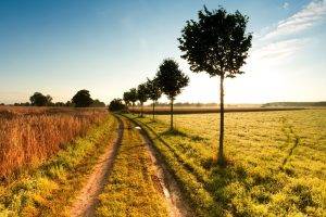 nature, Path, Trees, Landscape, Field, Dirt Road