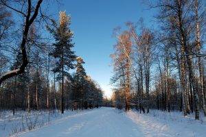 landscape, Nature, Forest, Snow