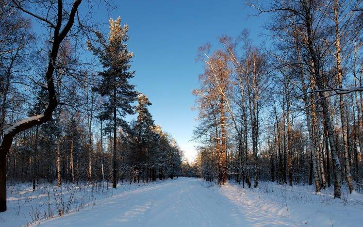 landscape, Nature, Forest, Snow HD Wallpaper Desktop Background