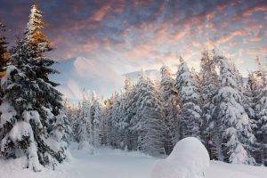 landscape, Nature, Snow, Forest