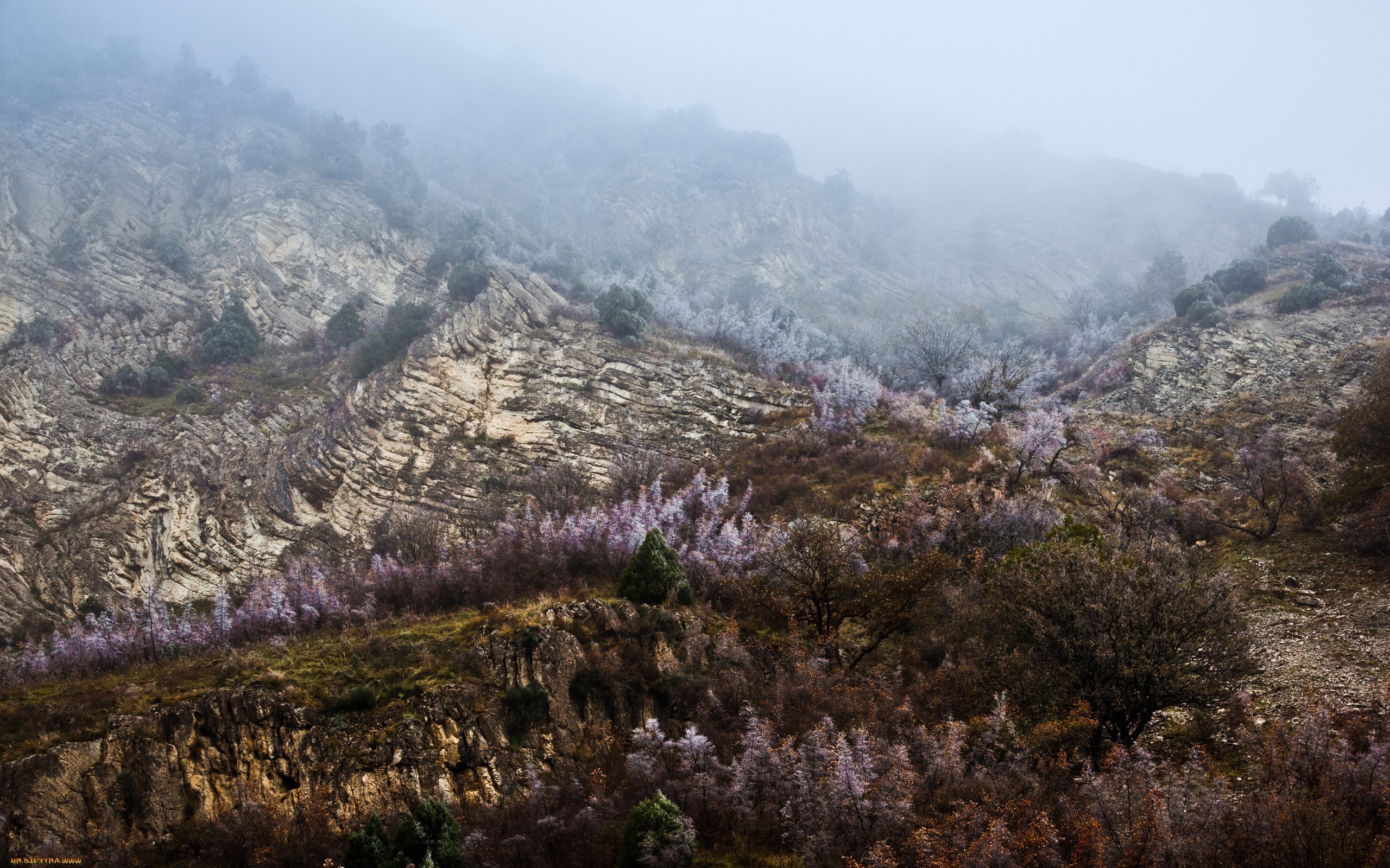 landscape, Nature, Mist Wallpaper