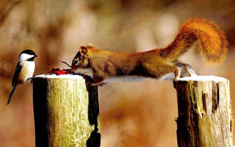 animals, Squirrel, Birds, Titmouse, Tree Stump HD Wallpaper Desktop Background