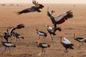 animals, Cranes (bird), Birds, Kenya