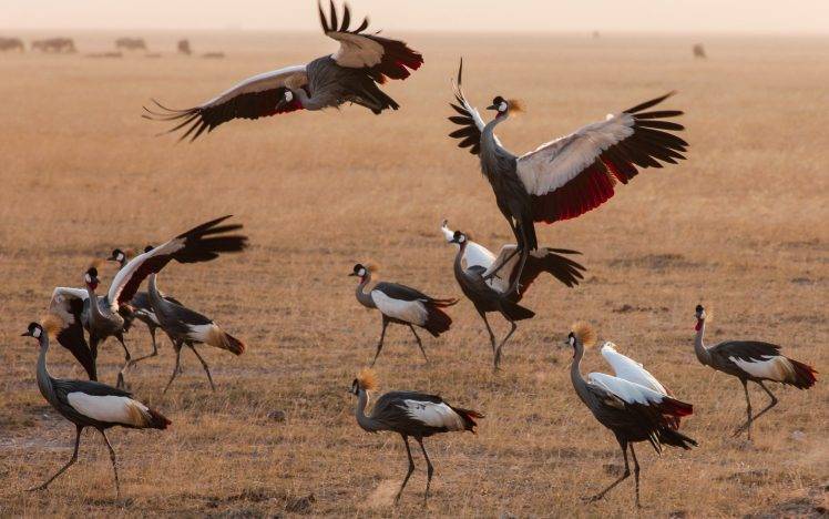 animals, Cranes (bird), Birds, Kenya HD Wallpaper Desktop Background
