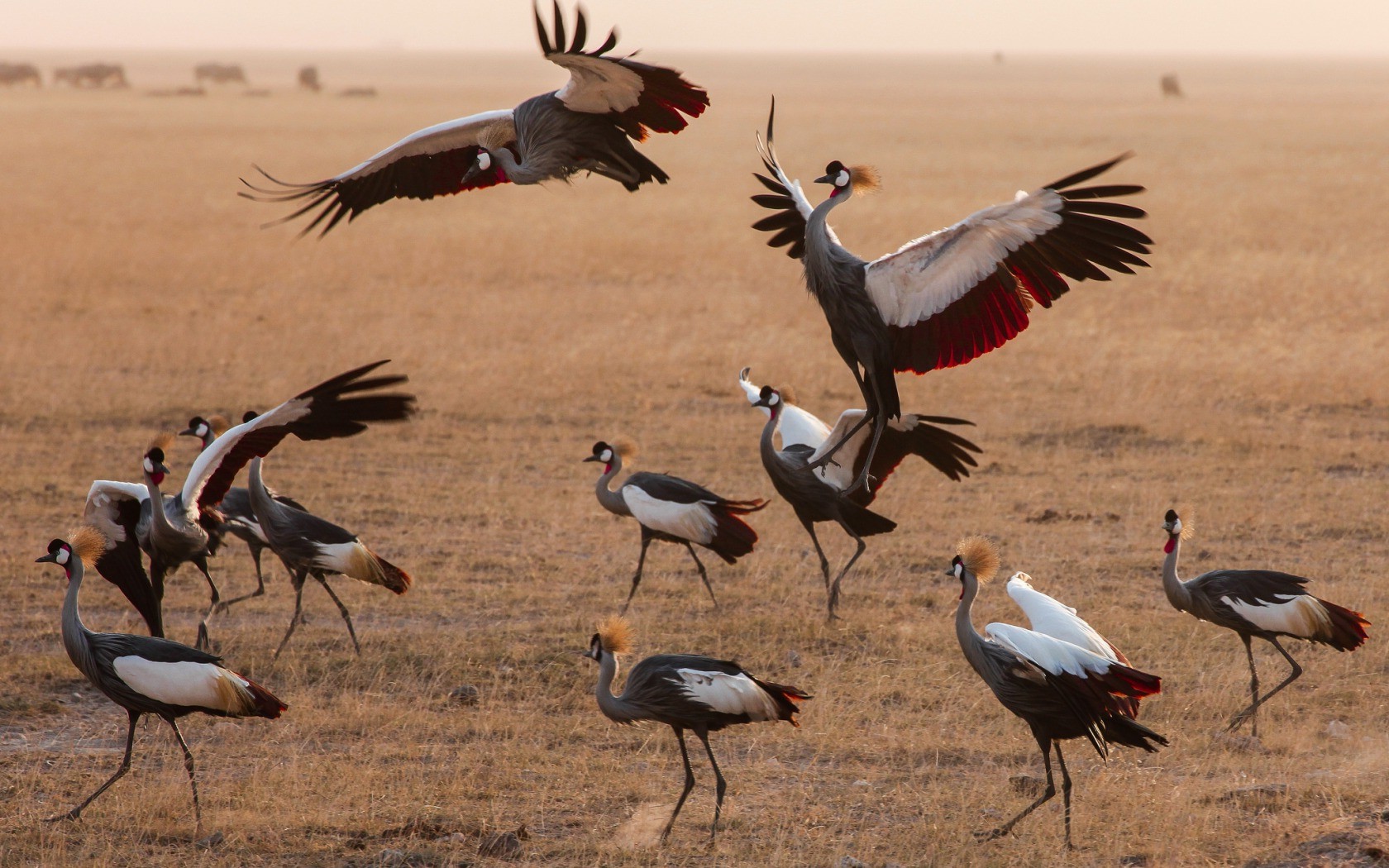animals, Cranes (bird), Birds, Kenya Wallpaper