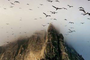 animals, Birds, Cliff, Mountain, Gannets, Mist