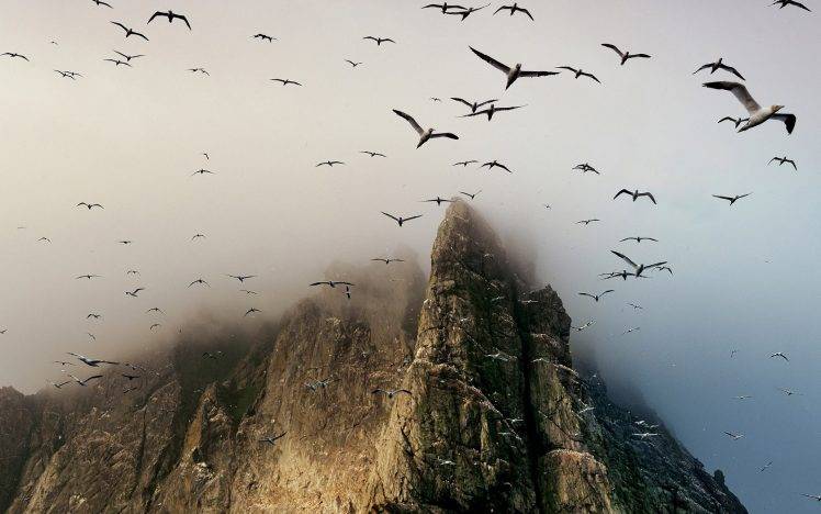animals, Birds, Cliff, Mountain, Gannets, Mist HD Wallpaper Desktop Background
