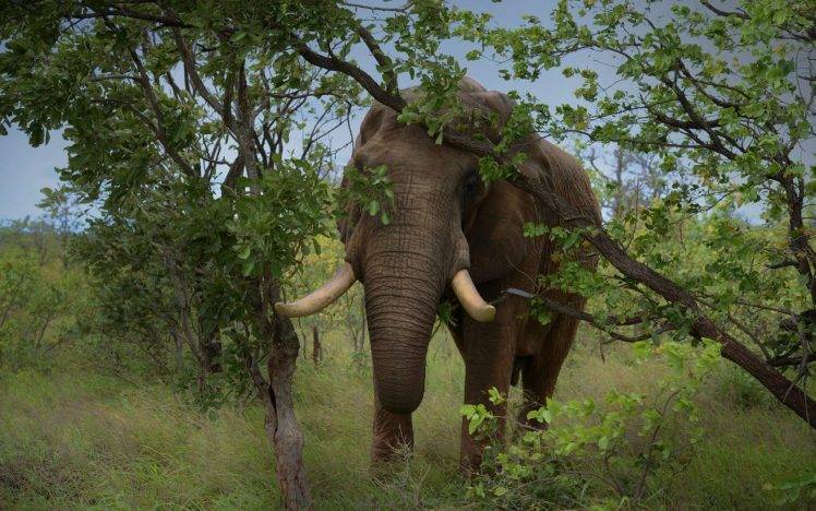 animals, Elephants HD Wallpaper Desktop Background