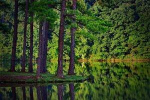 summer, Trees, Forest, Lake, Reflection, Spruce, Landscape, Nature, Wood