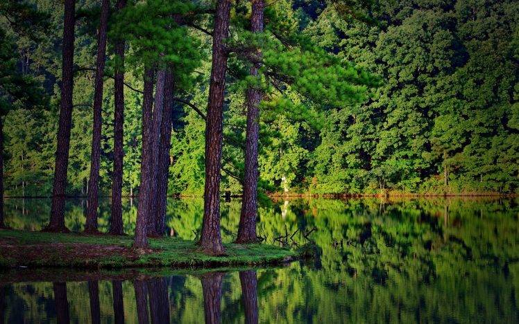 summer, Trees, Forest, Lake, Reflection, Spruce, Landscape, Nature, Wood HD Wallpaper Desktop Background