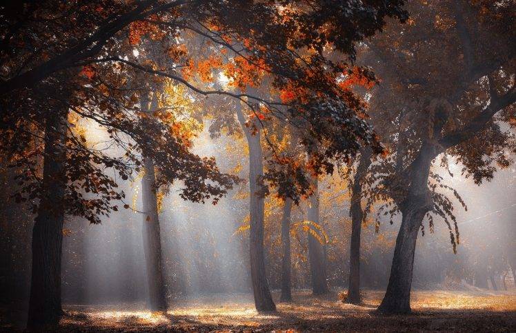 sun Rays, Forest, Fall, Leaves, Trees, Mist, Sunlight, Nature, Landscape HD Wallpaper Desktop Background